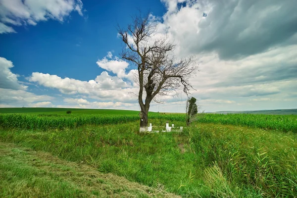 Lonely Trees Landscape — Stock Photo, Image