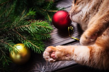 Noel kartı, kediye yakın, koni ve hediyeli köknar ağacı..