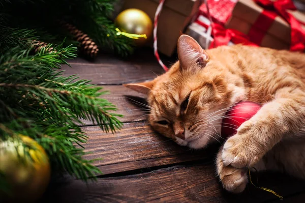 Noel kartı, kediye yakın, koni ve hediyeli köknar ağacı..