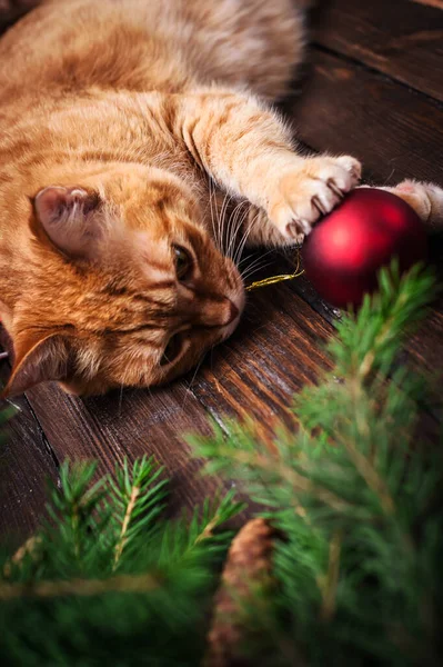 Noel kartı, kediye yakın, koni ve hediyeli köknar ağacı..