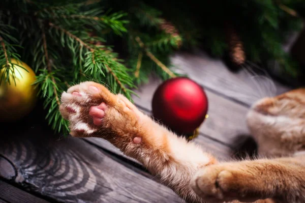Noel kartı, kediye yakın, koni ve hediyeli köknar ağacı..