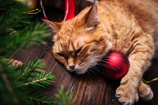 Weihnachtskarte Nahaufnahme Mit Katze Tanne Mit Zapfen Und Geschenken lizenzfreie Stockbilder