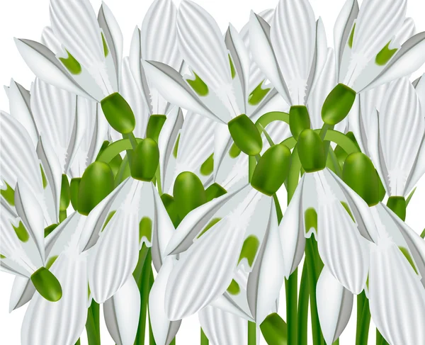 Background from beautiful snowdrops — Stock Vector