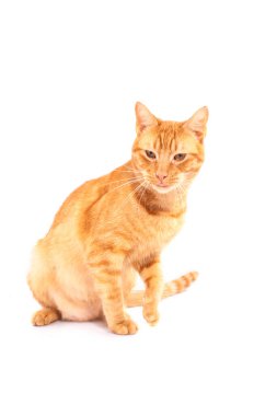 Beyaz arka planda vahşi kırmızı kedi