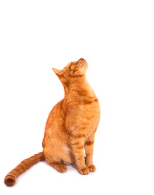 Kırmızı kedi beyaz arka planda izole bir şekilde yukarı bakıyor.