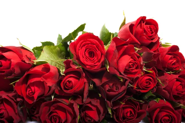 Kırmızı gül beyaz arkaplanda izole edildi