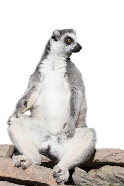 halka kuyruklu maymun beyaz arkaplanda izole edildi