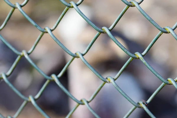 Hayvanat bahçesindeki çit bulanıklaştı.