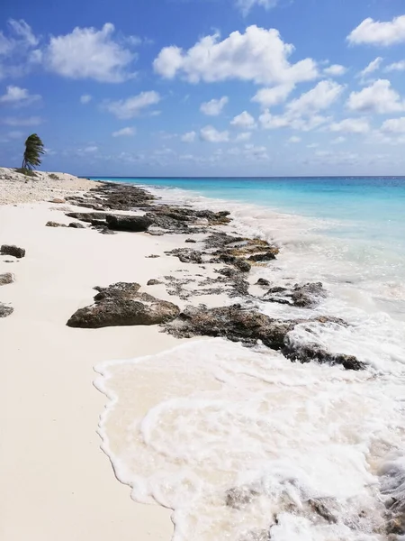 Bonaire Bigode Holandês Antilles — Fotografia de Stock
