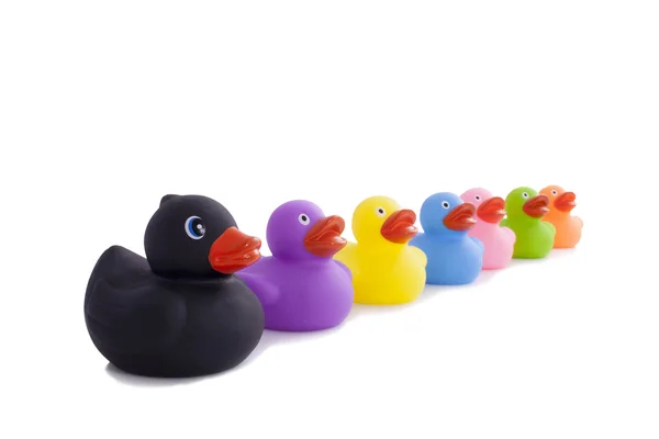 Ducks — Stock Photo, Image