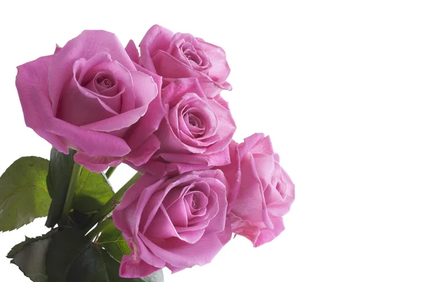 Pink roses — Stock Photo, Image