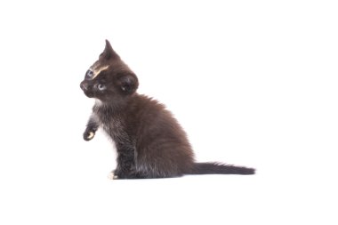siyah yavru kedi