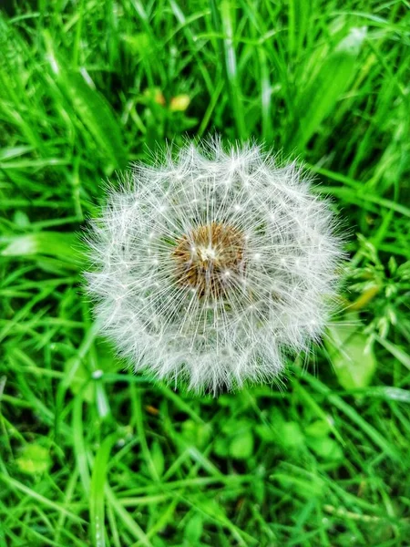 Jolie Fleur Sur Herbe Belle Nature — Photo