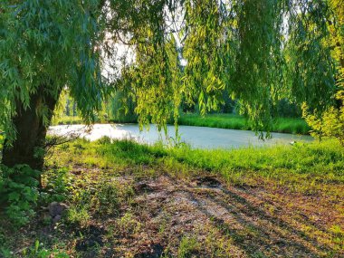 Göldeki parkta bir yaz günü. Güneşli doğa