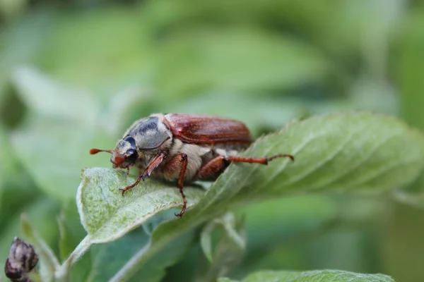 Yeşil bir yaprağın üzerinde çukur kazıcı.