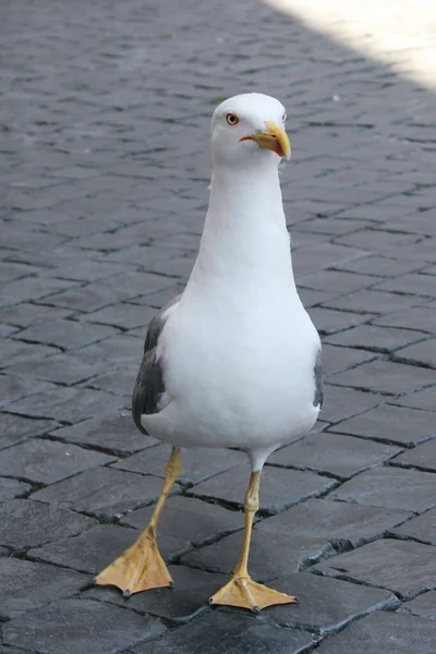 Very Large Seagull Walks City — Stock Photo, Image