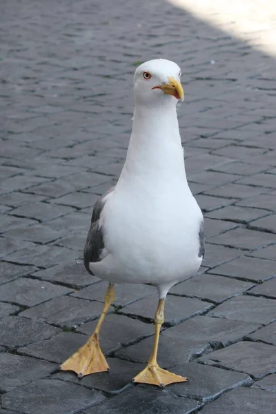 Eine Sehr Große Möwe Spaziert Durch Die Stadt — Stockfoto