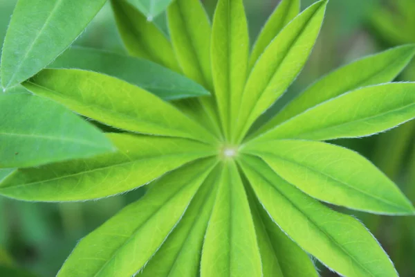 Bright Beautiful Green Lupine Leaves Stock Photo