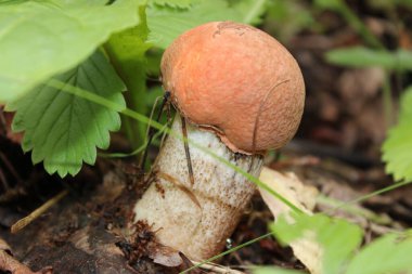 Güzel boletus ormanda yetişir.