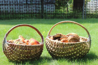 Mantarlı iki sepet çimlerin üzerinde duruyor.