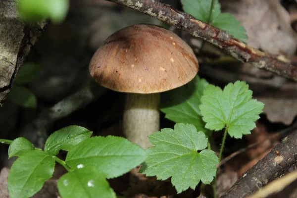 Güzel boletus ormanda yetişir.