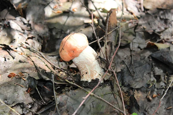 Mooie Boletus Groeit Het Bos — Stockfoto