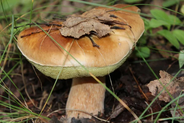 Schöne Weiße Pilze Wachsen Wald — Stockfoto