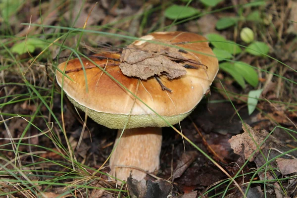 Prachtige Witte Paddestoel Groeiend Het Bos — Stockfoto