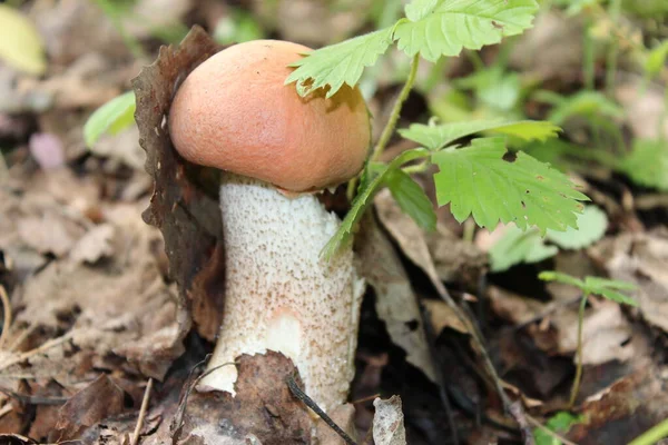 Güzel boletus ormanda yetişir.