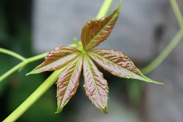野生のブドウの美しい葉 — ストック写真