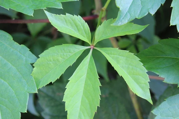 Vahşi üzümlerin güzel yaprakları