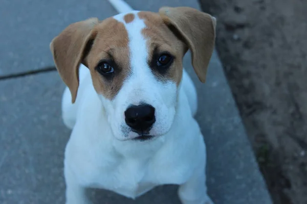 Güzel köpek Jack Russell Terrier.