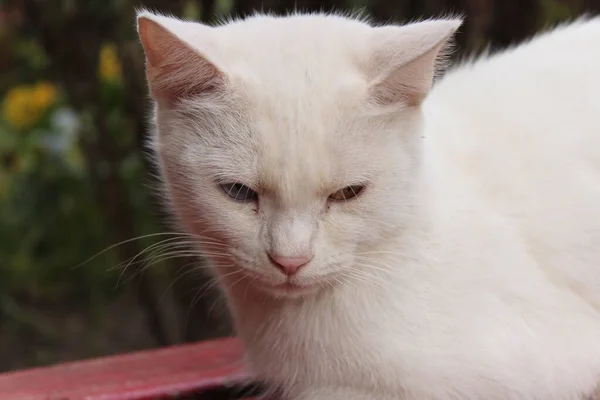 Farklı gözleri olan güzel beyaz kedi.