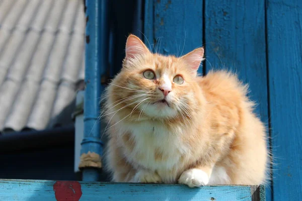 Tüylü kızıl kedi çitlere oturur