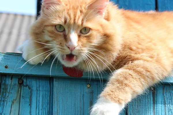 Tüylü kızıl kedi çitlere oturur