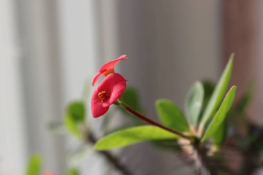 Saksıda büyüyen dikenleri olan güzel, parlak bir çiçek