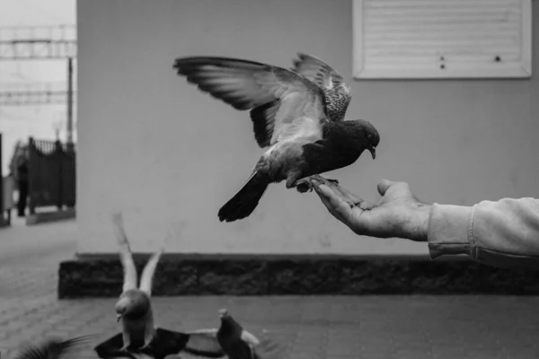 Güvercin Tohumları Elinden Yer — Stok fotoğraf