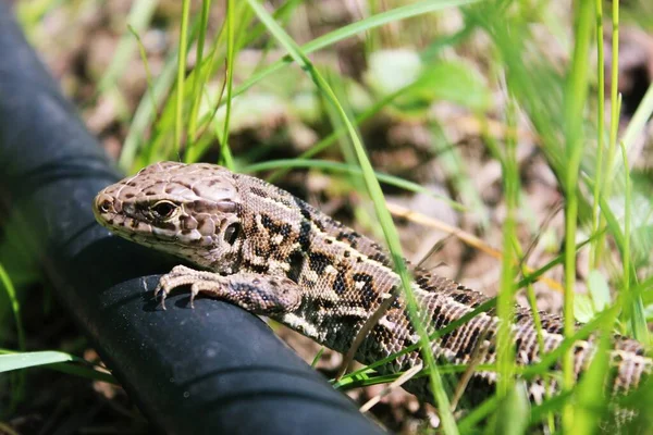 Otların arasında büyük, güzel bir kertenkele