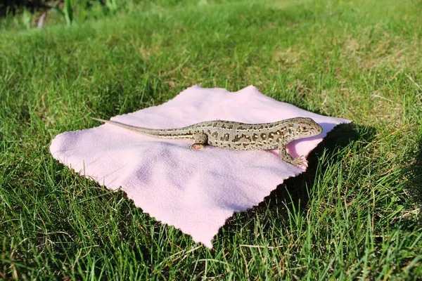 Büyük, güzel bir kertenkele pembe bir kumaşın üzerinde yatıyor.