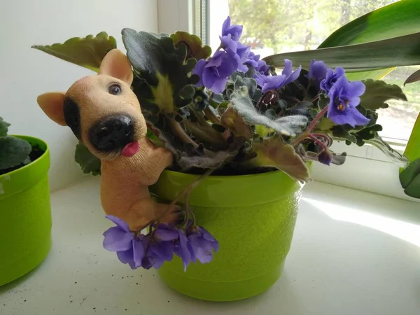 Güzel kilden bir köpek bir saksıyı süslüyor.