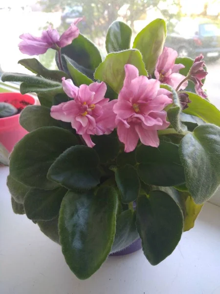 Tencerede parlak güzel menekşeler