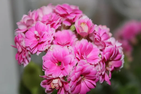 Güzel, parlak çiçekler bir tencerede yetişir.