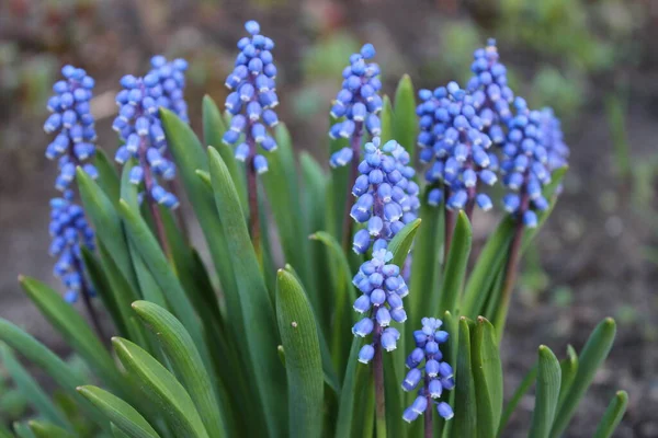 Küçük güzel mavi çiçekler açar