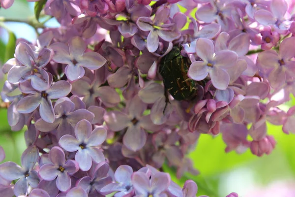 Bir böcek leylak dalında oturur.