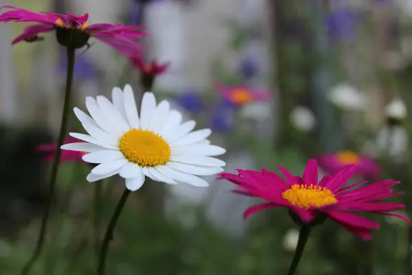Çiçek açmış güzel parlak papatyalar.