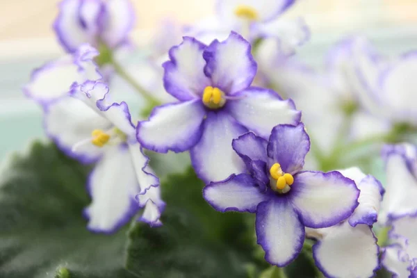 Bright Beautiful Violets Pot Royalty Free Stock Images