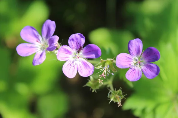 Three Little Purple Flowers Bloomed Stock Image