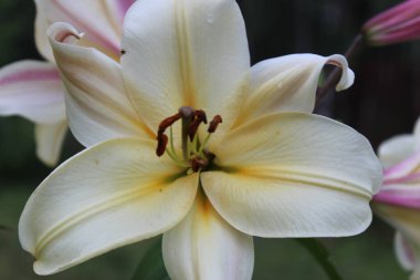 Güzel zambak çiçekleri bahçede yetişir.