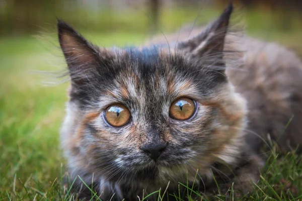 Yumuşak kedi çimlerin üzerinde yatıyor.