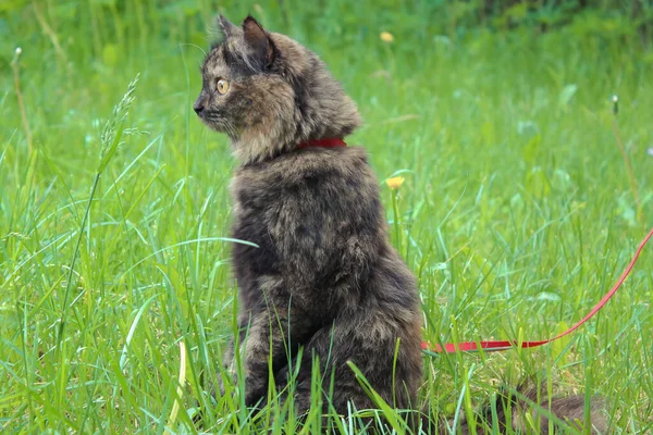 Kedi Çimlerin Üzerinde Arka Ayakları Üzerinde Duruyor — Stok fotoğraf